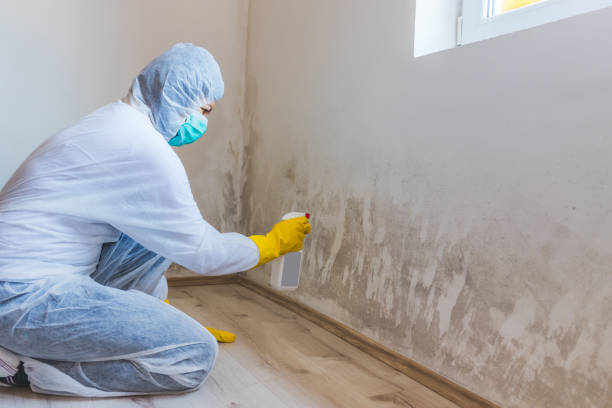 Best Mold Damage Restoration  in Lincoln Rk, PA