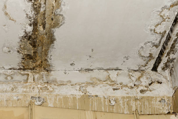 Best Attic Mold Removal  in Lincoln Rk, PA