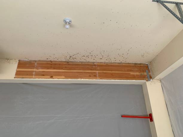 Best Environmental Consulting for Mold Prevention  in Lincoln Rk, PA