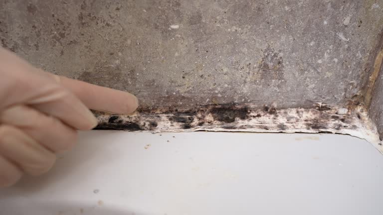 Best Commercial Mold Inspection  in Lincoln Rk, PA